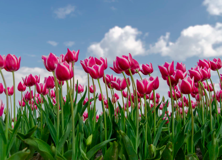 #13. Tulip